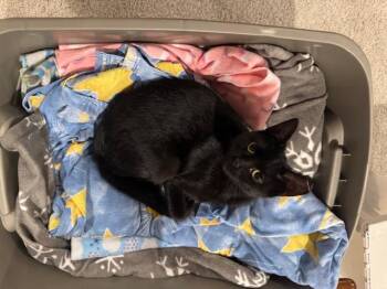 Rescue Domestic Short Hair Cats for Adoption in Cleveland, Ohio - Willow | PetCurious