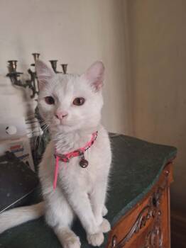 Turkish Van and Domestic Short Hair Cats Available for Adoption in Brampton, Ontario - Joey | PetCurious