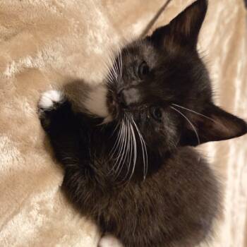 Rescue Domestic Medium Hair Cats for Adoption in Melbourne, Kentucky - Bob | PetCurious