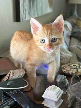 WILLY -  Domestic Short Hair Cat for Adoption in Tustin, California - WILLY | PetCurious