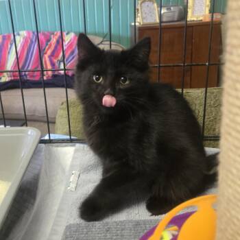 Rescue Domestic Medium Hair Cats for Adoption in Reeseville, Wisconsin - Draco | PetCurious