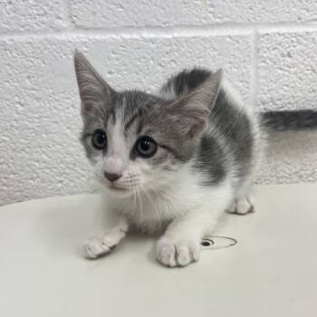 Domestic Short Hair Cats Available for Adoption in Edinburg, Texas - Kira | PetCurious