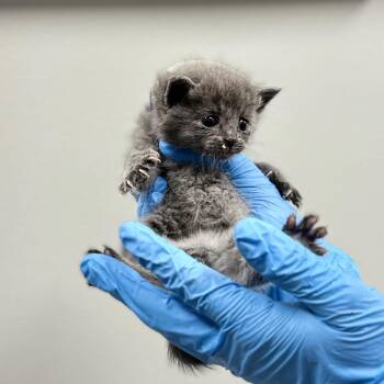 Domestic Short Hair Cats Available for Adoption in Spring Hill, Kansas - Cloud | PetCurious
