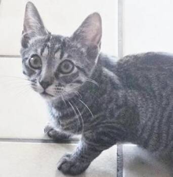BuddyJA -  Tabby and Domestic Short Hair Cat for Adoption in North Highlands, California - BuddyJA | PetCurious