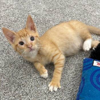 Taz -  Domestic Short Hair Cat for Adoption in Potomac, Maryland - Taz | PetCurious