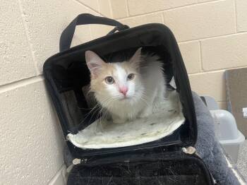 Saraphina -  Domestic Medium Hair Cat for Adoption in Washington, Utah - Saraphina | PetCurious