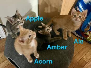 Rescue Domestic Short Hair Cats for Adoption in Calverton, Maryland - Amber, Apple, Ale & Acorn | PetCurious