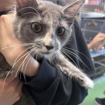 Jolteon -  Domestic Medium Hair Cat for Adoption in South Haven, Michigan - Jolteon | PetCurious