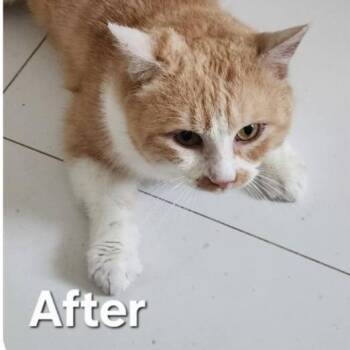 Domestic Short Hair Cats Available for Adoption in Fairfax Station, Virginia - Hope - Qatar | PetCurious