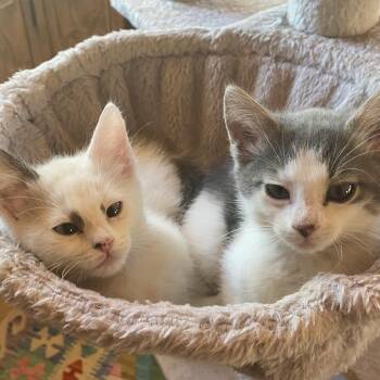 Topaz -  Domestic Short Hair Cat for Adoption in Santa Fe, New Mexico - Topaz | PetCurious