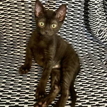 Rescue Domestic Short Hair Cats for Adoption in Mt. Juliet, Tennessee - Bruce | PetCurious