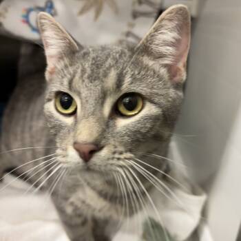 Rescue Domestic Short Hair Cats for Adoption in Council Bluffs, Iowa - Mama | PetCurious