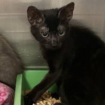 0829-C26 -  Domestic Short Hair Cat for Adoption in Port Charlotte, Florida - 0829-C26 | PetCurious