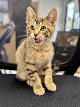 Finnley -  Domestic Short Hair Cat for Adoption in Midland, Michigan - Finnley | PetCurious
