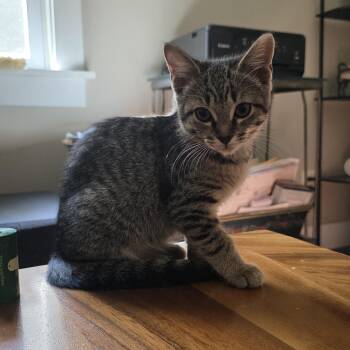Microburst -  Domestic Short Hair Cat for Adoption in Richmond, Virginia - Microburst | PetCurious