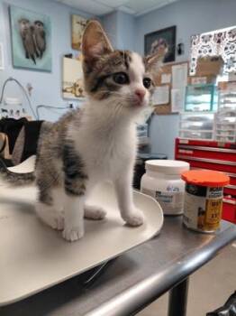 Hannibal -  Domestic Short Hair Cat for Adoption in Morristown, New Jersey - Hannibal | PetCurious