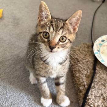 Finnegan -  Domestic Short Hair Cat for Adoption in York, Pennsylvania - Finnegan | PetCurious