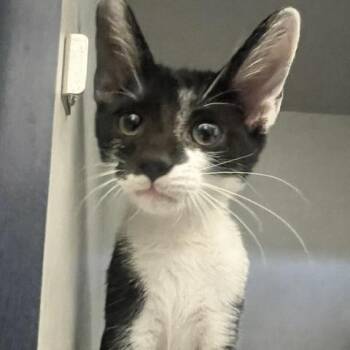 Chubbs -  Domestic Short Hair Cat for Adoption in Dayton, Ohio - Chubbs | PetCurious
