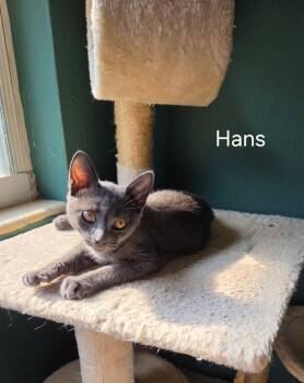 Hans -  Domestic Short Hair Cat for Adoption in Oviedo, Florida - Hans | PetCurious