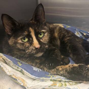 Magnolia -  Domestic Short Hair Cat for Adoption in East Hanover, New Jersey - Magnolia | PetCurious