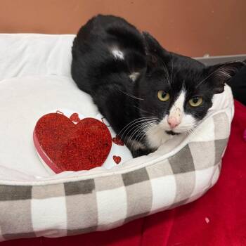 Domestic Short Hair Cats Available for Adoption - Gil | PetCurious