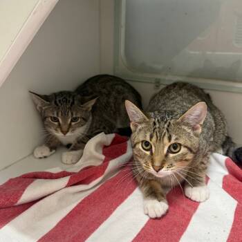 Rescue Domestic Short Hair Cats for Adoption in Branford, Connecticut - Hannah | PetCurious