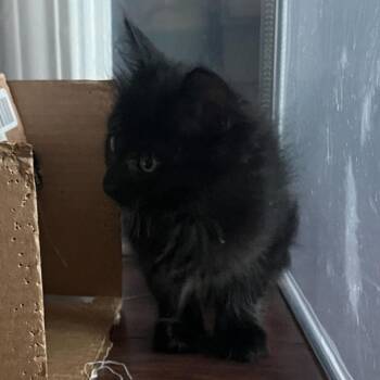 Domestic Medium Hair Cats Available for Adoption in Sunnyvale, California - Gouda | PetCurious