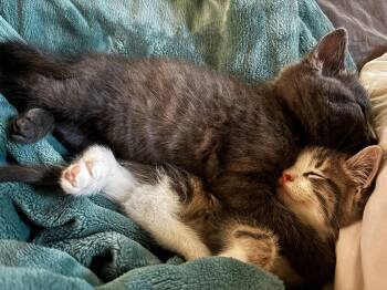 Chatgris -  Tabby Cat for Adoption in Ottawa, Ontario - Chatgris | PetCurious
