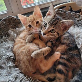 Oreo & Butters -  Domestic Short Hair Cat for Adoption in Indianapolis, Indiana - Oreo & Butters | PetCurious