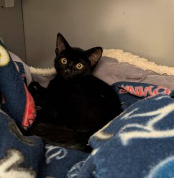 SAWBACK -  Domestic Short Hair Cat for Adoption in Leesburg, Virginia - SAWBACK | PetCurious