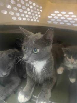 Leilani -  Domestic Short Hair Cat for Adoption in Gainesville, Florida - Leilani | PetCurious