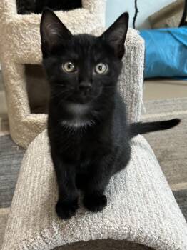 Iddo -  Domestic Short Hair Cat Available for Adoption - Iddo | PetCurious