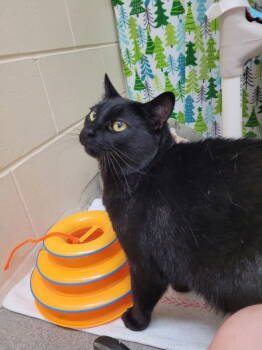 Rescue American Shorthair Cats for Adoption in Sayreville, New Jersey - Fendi | PetCurious