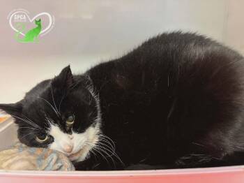 Choupette -  Domestic Short Hair Cat for Adoption in Delson, Quebec - Choupette | PetCurious