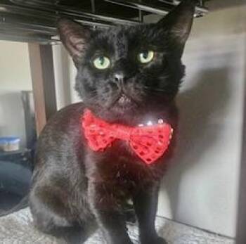 Curtis -  Domestic Short Hair Cat for Adoption in San Diego, California - Curtis | PetCurious