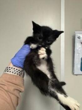 Domestic Short Hair Cats Available for Adoption in Doral, Florida - MINI | PetCurious