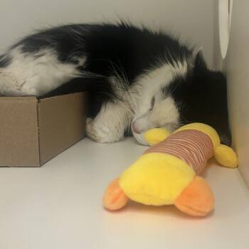 Domestic Medium Hair Cats Available for Adoption in Philadelphia, Pennsylvania - Saquon | PetCurious