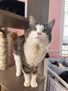 BUTTERMILK -  Domestic Short Hair Cat for Adoption in New York, New York - BUTTERMILK | PetCurious