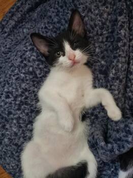 LARRY -  Domestic Short Hair Cat for Adoption in Omaha, Nebraska - LARRY | PetCurious