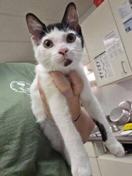 Monica -  Domestic Short Hair Cat for Adoption in South Bend, Indiana - Monica | PetCurious