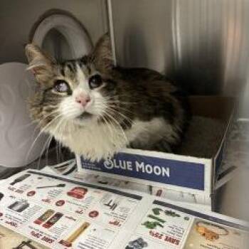 Henrietta -  Domestic Short Hair and Mixed Breed Cat for Adoption in Cheyenne, Wyoming - Henrietta | PetCurious