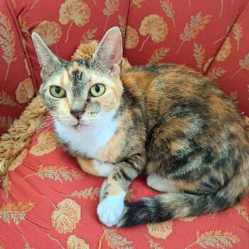 Gigi -  Domestic Short Hair Cat for Adoption in Alexandria, Virginia - Gigi | PetCurious