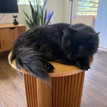 Domestic Medium Hair Cats Available for Adoption - Tanselle | PetCurious