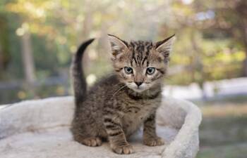 Rescue Domestic Short Hair Cats for Adoption in Belleville, Illinois - COBWEB | PetCurious
