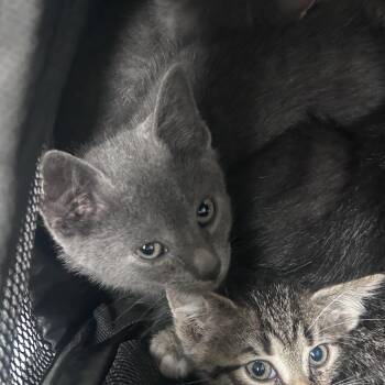 Daikon -  Domestic Short Hair Cat for Adoption in Philadelphia, Pennsylvania - Daikon | PetCurious