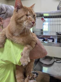 Winkie -  Tiger and Domestic Short Hair Cat for Adoption in Austin, Minnesota - Winkie | PetCurious