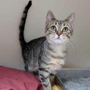 Cube -  Domestic Short Hair Cat for Adoption in Richmond, Virginia - Cube | PetCurious