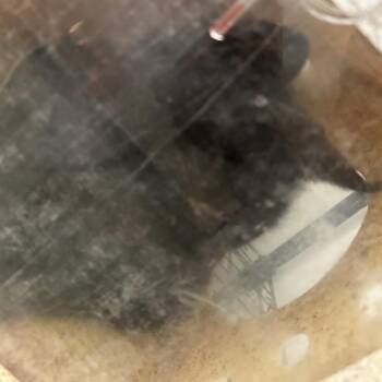 Domestic Short Hair Cats Available for Adoption in Philadelphia, Pennsylvania - Igor | PetCurious