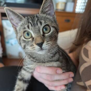 French fry -  Tabby Cat for Adoption in Washington, Pennsylvania - French Fry | PetCurious