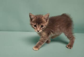 KIWI -  Domestic Short Hair Cat for Adoption in Loveland, Colorado - KIWI | PetCurious